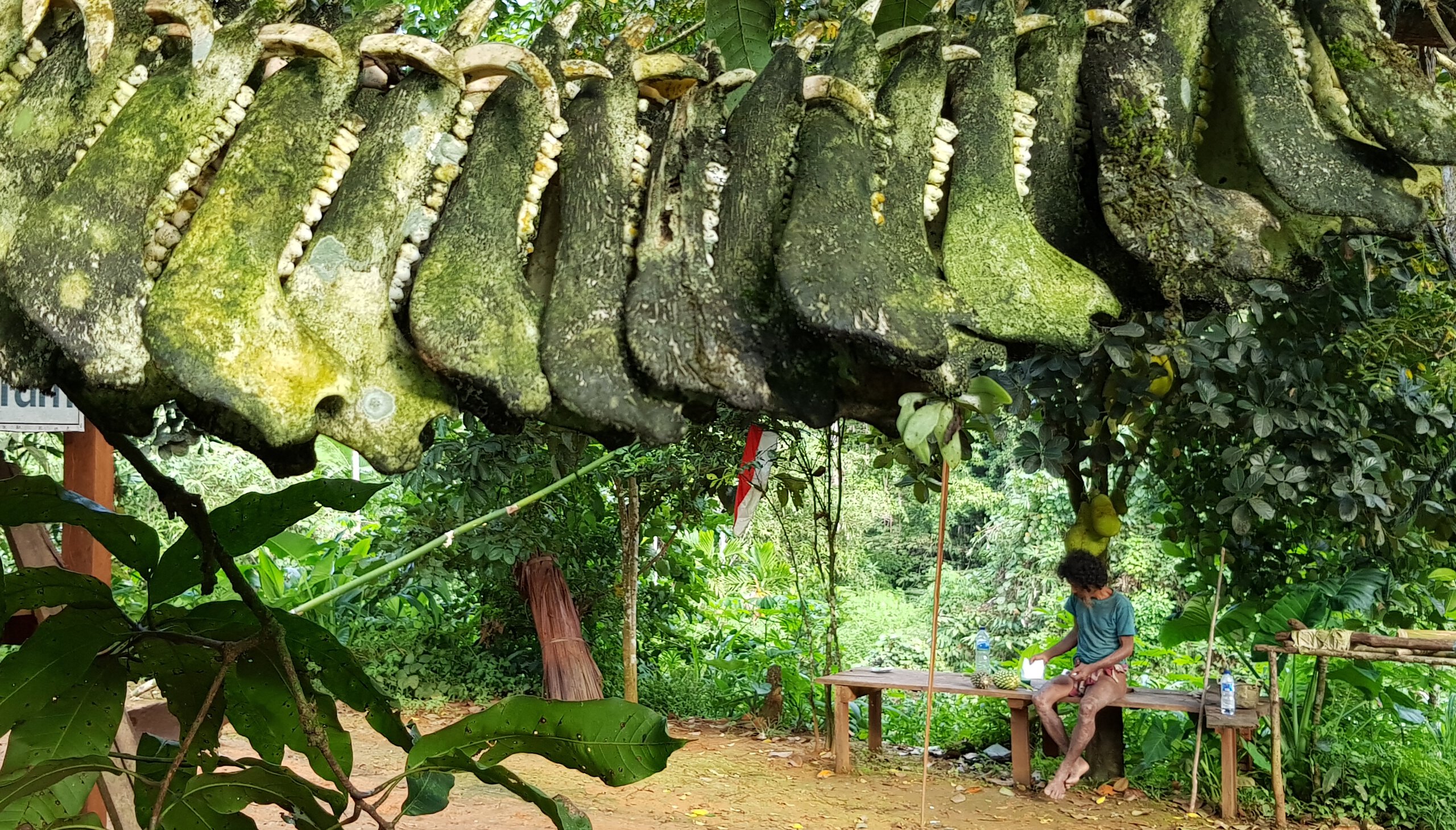 The trophy jaws of wild boars hang on a liana in front of a Togutil house in North-East Halmahera, North Maluku. Pojiji, the hunter (in the background), enjoys a relaxed afternoon.